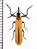 ベニボタル擬態のアケボノゾウムシの一種　Rhinotia haemoptera　オーストラリア