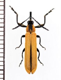ベニボタル擬態のアケボノゾウムシの一種　Rhinotia haemoptera　オーストラリア