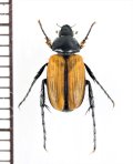ベニボタル擬態のビロウドコガネの一種　Phyllotocus rufipennis　オーストラリア