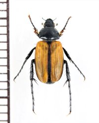 ベニボタル擬態のビロウドコガネの一種　Phyllotocus rufipennis　オーストラリア