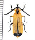 ベニボタルの一種　Lycidae species　オーストラリア