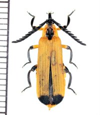 ベニボタルの一種　Lycidae species　オーストラリア