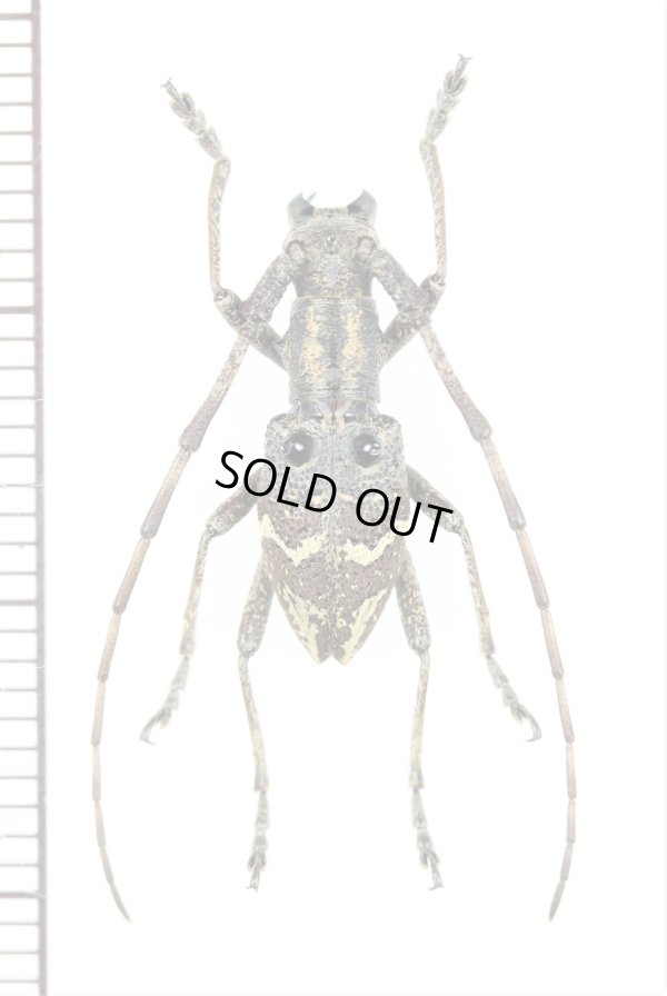 画像1: コブヤハズカミキリ族の一種　Pseudoechthistatus chiangshunani　♂　中国（雲南省）