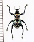 カタゾウムシの一種　Pachyrhynchus reticulatus   フィリピン(ルソン島)