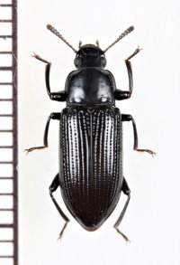 オオツヤホソゴミムシダマシ　♀　石垣島