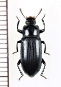 オオツヤホソゴミムシダマシ　♀　徳之島