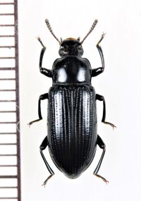 オオツヤホソゴミムシダマシ　♀　徳之島