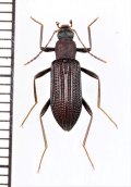 セスジナガキマワリ　琉球亜種　与那国島