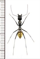アリの一種　Formicidae species　♀   ベトナム中部