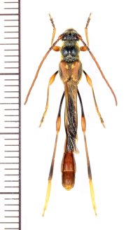 アマミホソコバネカミキリ　大型♂　奄美大島