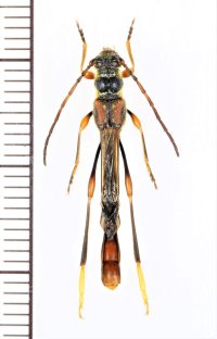 アマミホソコバネカミキリ　♂　奄美大島
