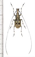 ヒゲナガゾウムシの一種　Mecocerus sp.　♂　ベトナム北東部