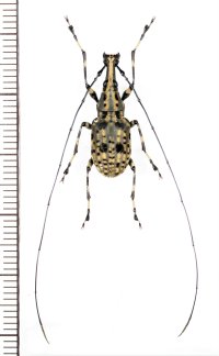 ヒゲナガゾウムシの一種　Mecocerus sp.　♂　ベトナム北東部