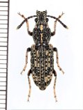 ヒゲナガゾウムシの一種　Xylinada sp.　ベトナム中部