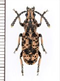 ヒゲナガゾウムシの一種　Xylinada sp.　ベトナム中部
