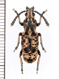 ヒゲナガゾウムシの一種　Xylinada sp.　ベトナム中部