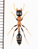 アリの一種　Formicidae species　♀   ベトナム中部