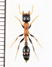 アリの一種　Formicidae species　♀   ベトナム中部