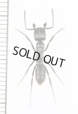 アリの一種　Dinoponera sp.　ブラジル