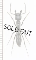 アリの一種　Dinoponera sp.　エクアドル