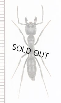 アリの一種　Dinoponera sp.　エクアドル