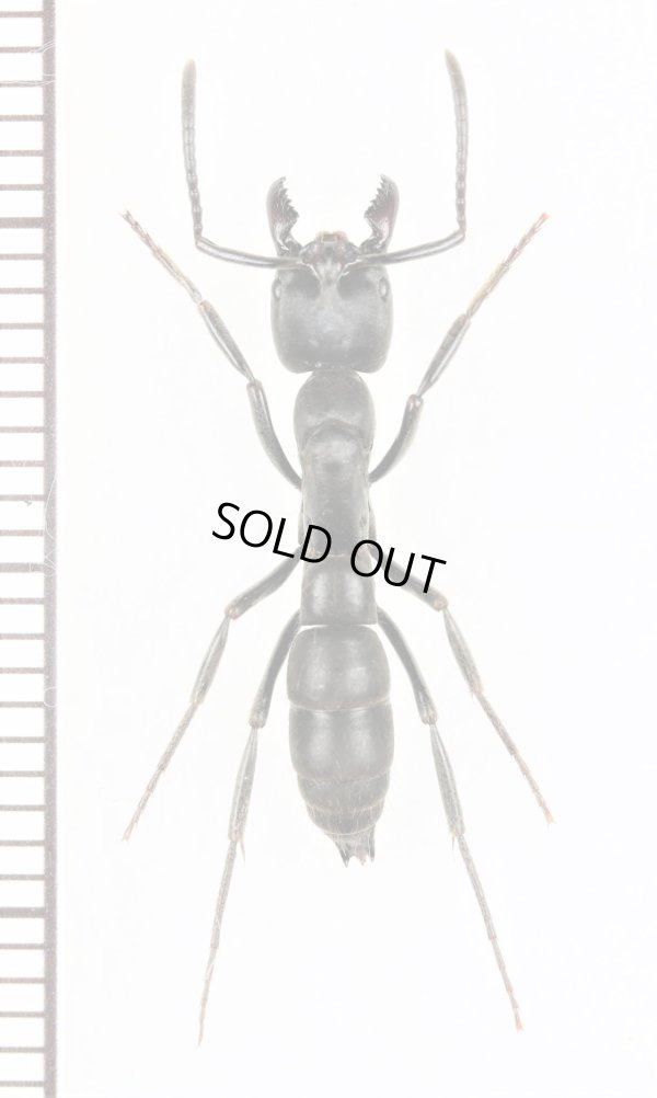 画像1: アリの一種　Dinoponera sp.　エクアドル