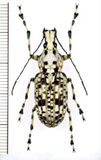 ヒゲナガゾウムシの一種　Meganthribus sp.　♂　フィリピン(ルソン島)