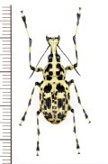 ヒゲナガゾウムシの一種　Mecocerus sp.　♀　フィリピン(ミンダナオ島)