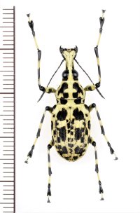 ヒゲナガゾウムシの一種　Mecocerus sp.　♀　フィリピン(ミンダナオ島)