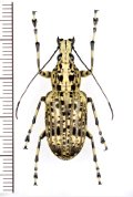 ヒゲナガゾウムシの一種　Meganthribus sp.　♂　フィリピン(ミンダナオ島)