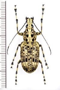 ヒゲナガゾウムシの一種　Meganthribus sp.　♂　フィリピン(ミンダナオ島)