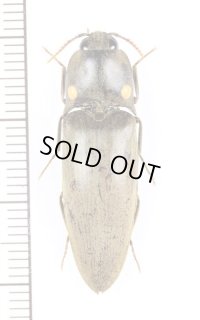 ヒカリコメツキの一種　Pyrophorus sp.　♀　ベネズエラ