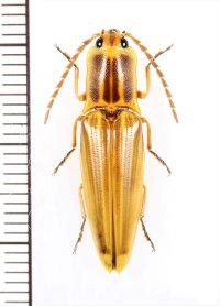 コメツキムシの一種　Semiotus ligneus　♂　ベネズエラ