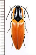 コメツキムシの一種　Semiotus luteipennis　♂　チリ