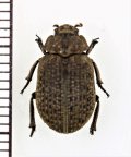 コブスジコガネの一種　Omorgus sp.　 ベトナム南部