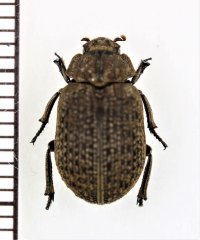 コブスジコガネの一種　Omorgus sp.　 ベトナム南部