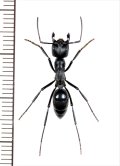 アリの一種　Formicidae species　♀ 　南アフリカ