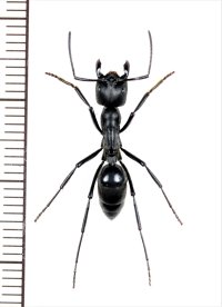 アリの一種　Formicidae species　♀ 　南アフリカ