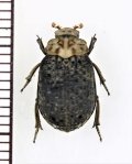 コブスジコガネの一種　Omorgus sp.　 ベトナム南部