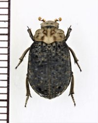 コブスジコガネの一種　Omorgus sp.　 ベトナム南部