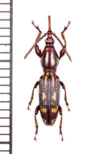 ミツギリゾウムシの一種　Brentidae species　ベトナム中部