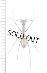 アリの一種　Formicidae species　♀　マレーシア（ボルネオ島）
