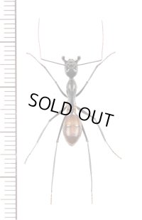 アリの一種　Formicidae species　♀　マレーシア（ボルネオ島）