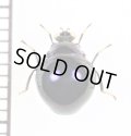 ヨロイバエの一種　Celyphidae species　ベトナム南部