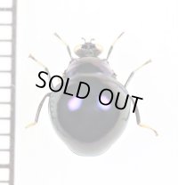ヨロイバエの一種　Celyphidae species　ベトナム南部