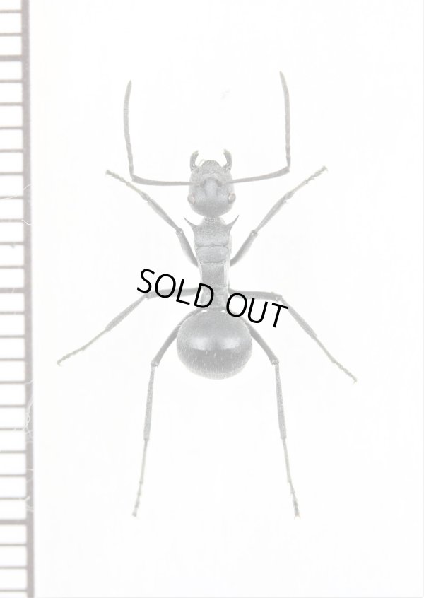 画像1: アリの一種　Formicidae species　♀ 　南アフリカ