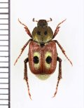 眼状紋を持つコガネムシの一種　Rutelinae species　♀　ベトナム北東部
