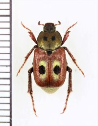 眼状紋を持つコガネムシの一種　Rutelinae species　♀　ベトナム北東部