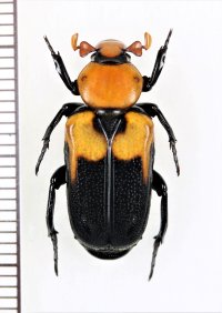 アリノスハナムグリの一種 　Clinterocera discipennis　♂　 ベトナム北東部