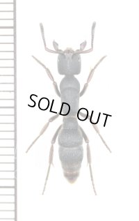 アリの一種　Formicidae species　♀　タイ